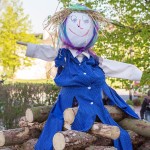 Stavìní máje v Holici u Olomouce