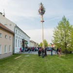 Stavìní máje v Holici u Olomouce