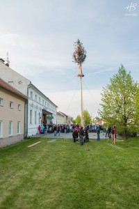 Stavìní máje v Holici u Olomouce