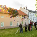 Stavìní máje v Holici u Olomouce